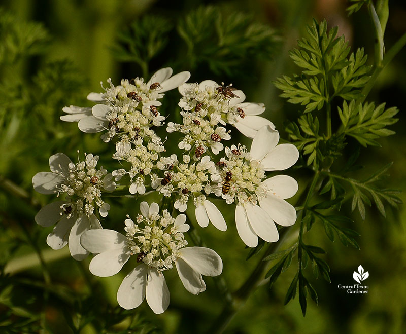 Orlaya grandiflora flower native bees