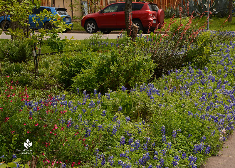 Salvia greggii bluebonnets red yucca native plants curb strip Central Texas Gardener