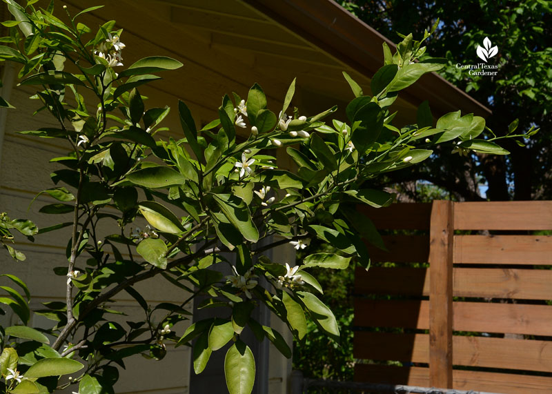 flowers on fruit tree