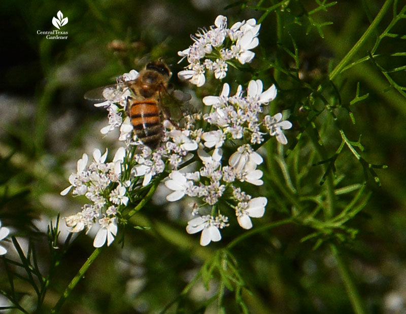 bee on cilantro flowers