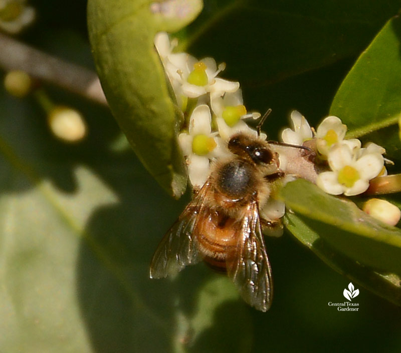 bee on yaupon holly flower Central Texas Gardener