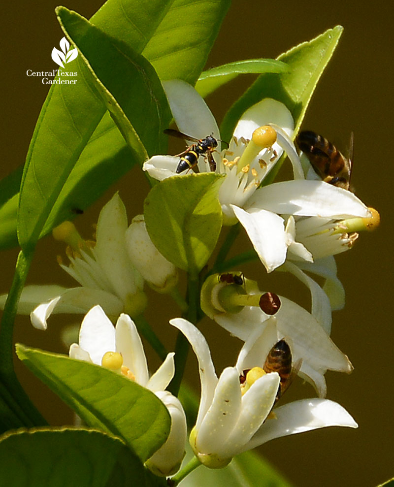 bees on white flowers