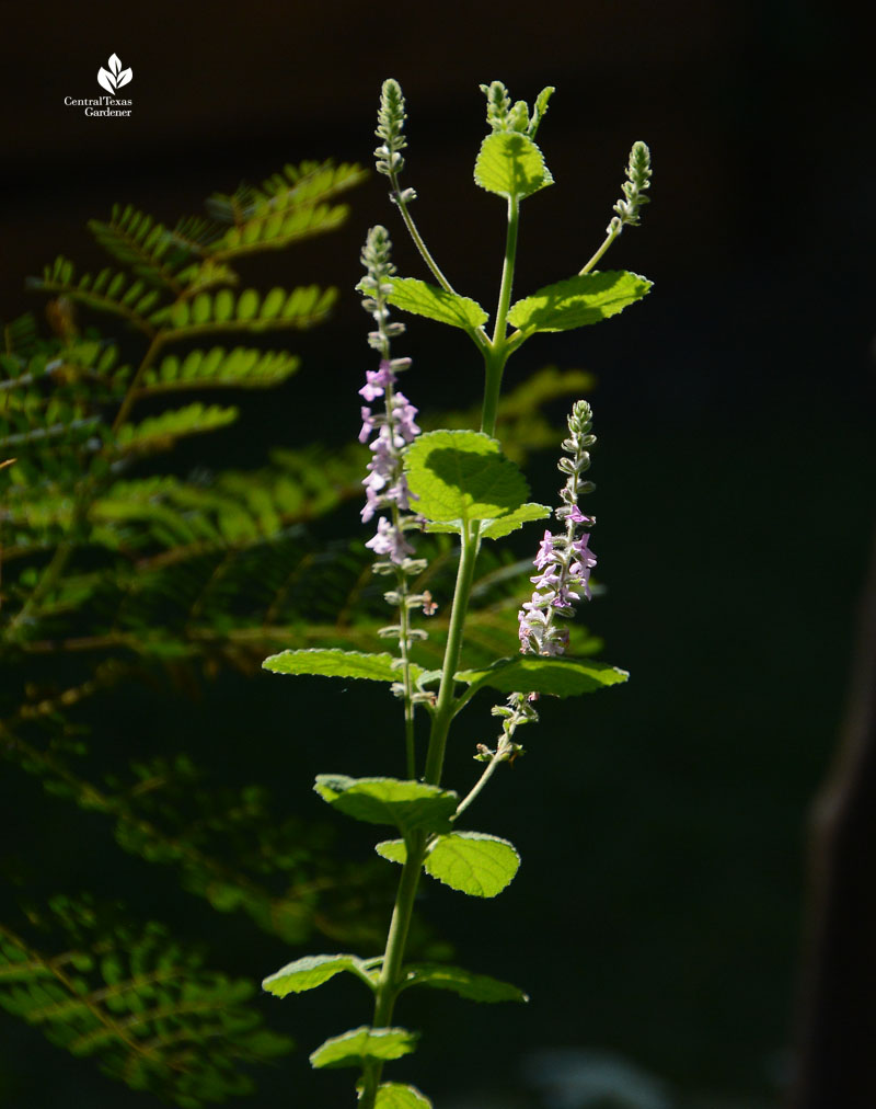 Aloysia macrostachya Central Texas Gardener