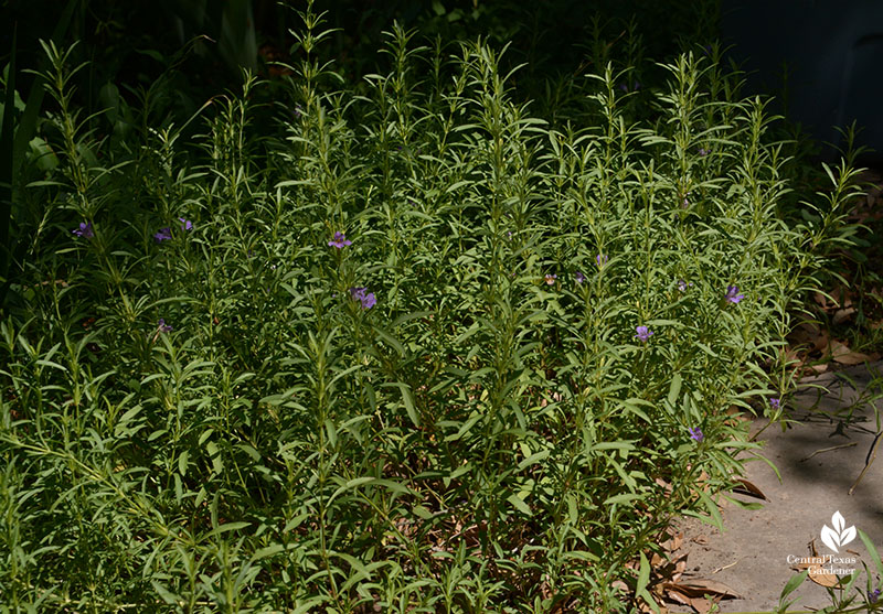 Native snake herb groundcover Central Texas Gardener