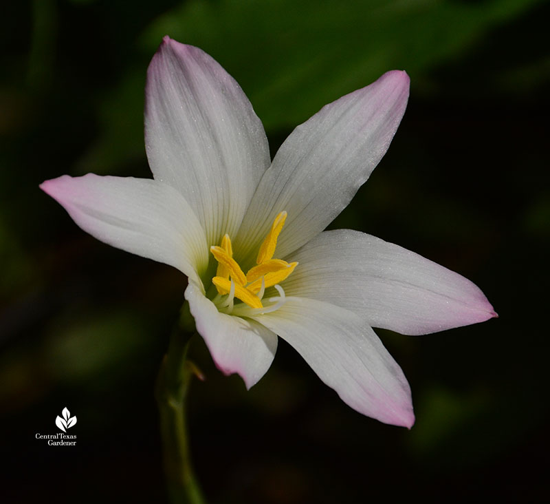 Rain lily Zepharanthes 'Labuffarosa' Central Texas Gardener
