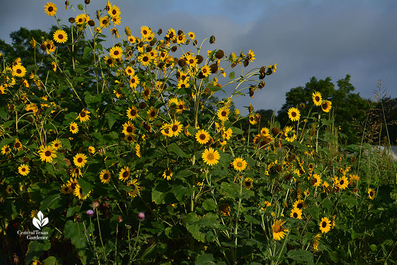 Sunflowers for pollinators and birds Central Texas Gardener