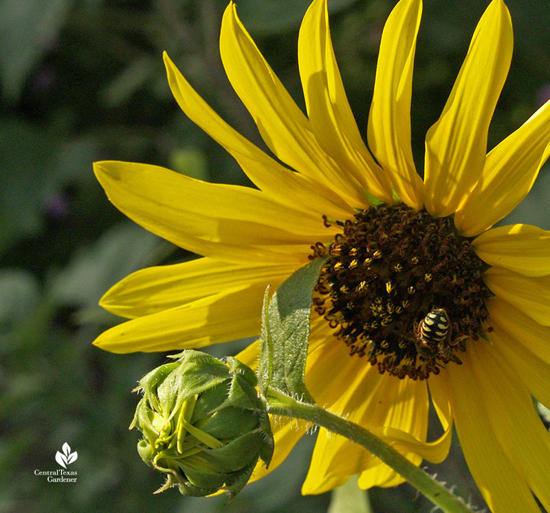 Carder bee on sunflower