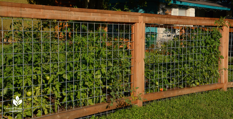 Cattle panel and wood front yard fence for tomatoes Central Texas Gardener