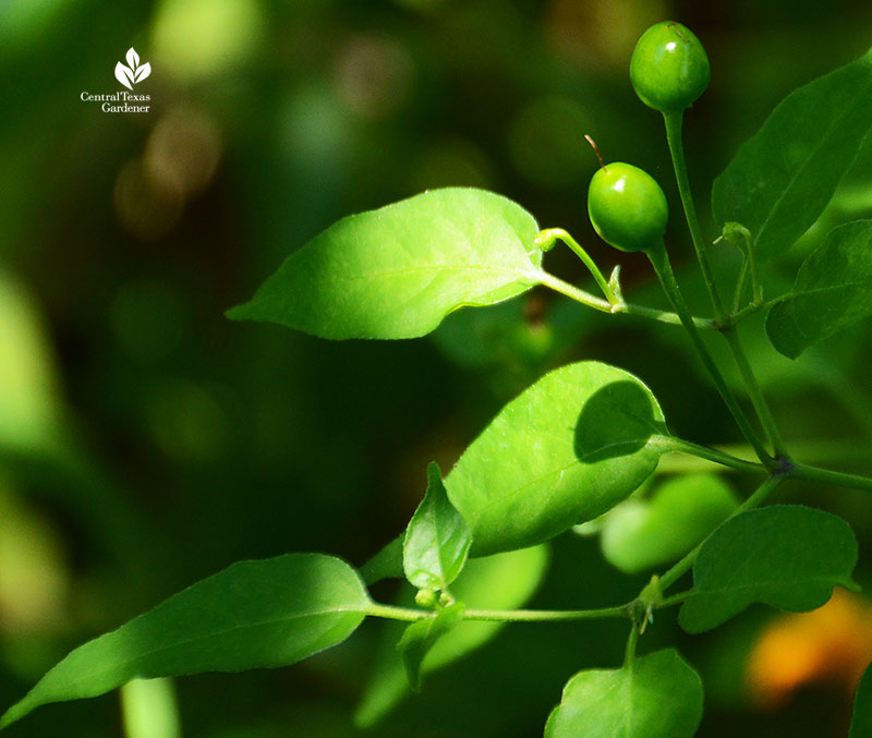 Chile pequin ripening in part shade garden Central Texas Gardener