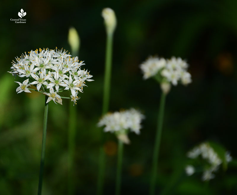 Garlic chives flowers Central Texas Gardener