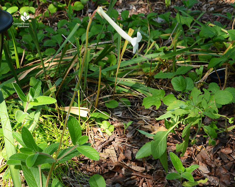 Hardy White Gloxinia Sinningia tubiflora for shade