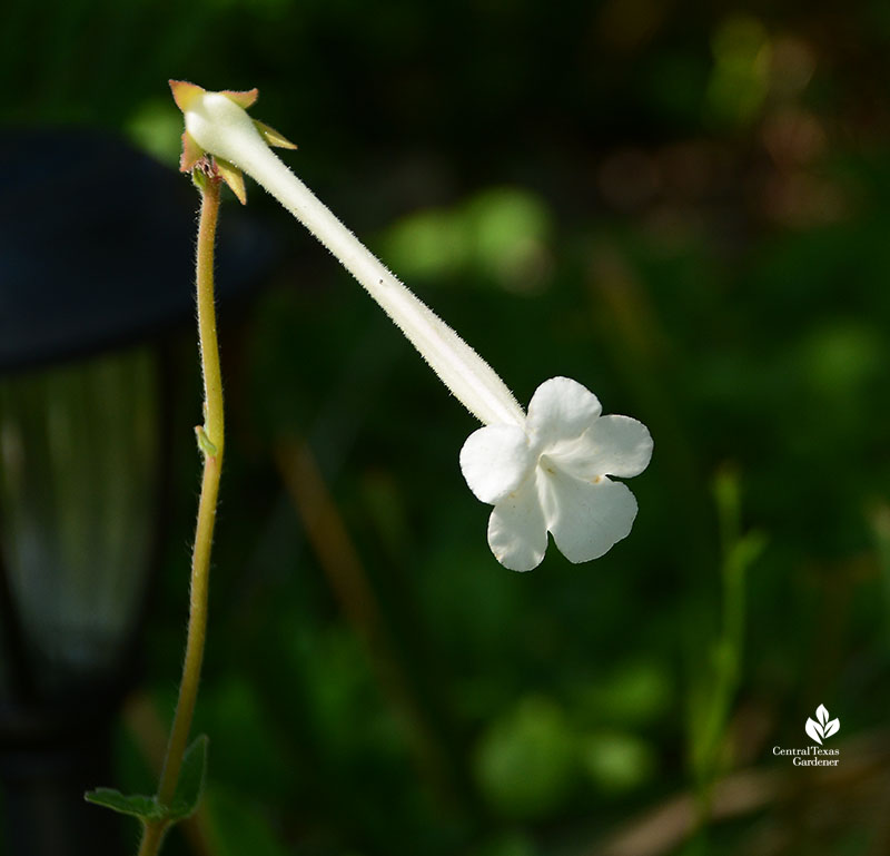 Hardy White Gloxinia Sinningia tubiflora flower shady Austin garden 