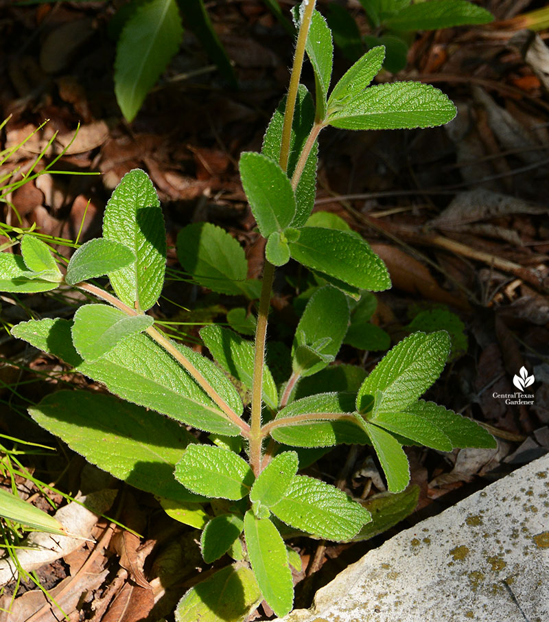 Hardy White Gloxinia Sinningia tubiflora leaves shady groundcover