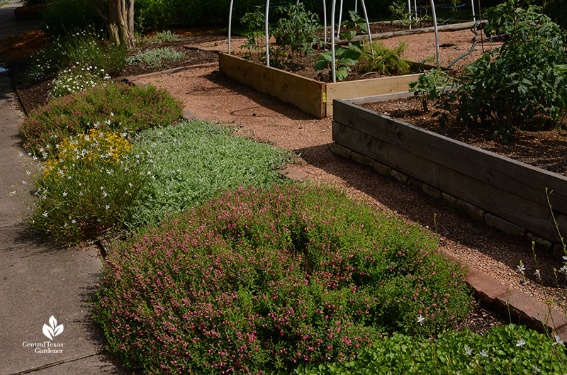 Hot curb or hell strip pink skullcap Gaura Damianita Woolly stemodia Central Texas Gardener