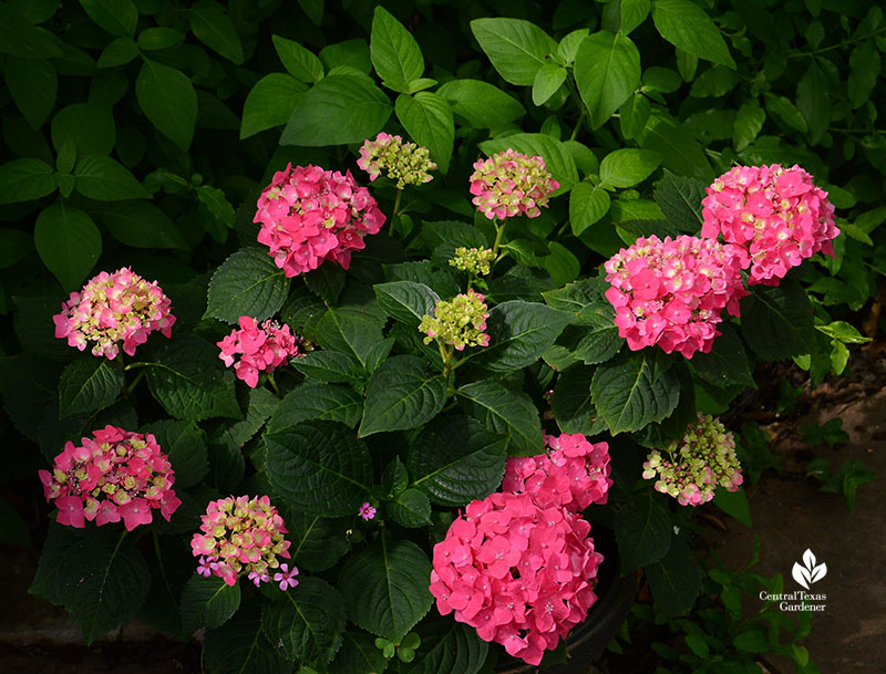 Endless Summer Summer Crush hydrangea in container 