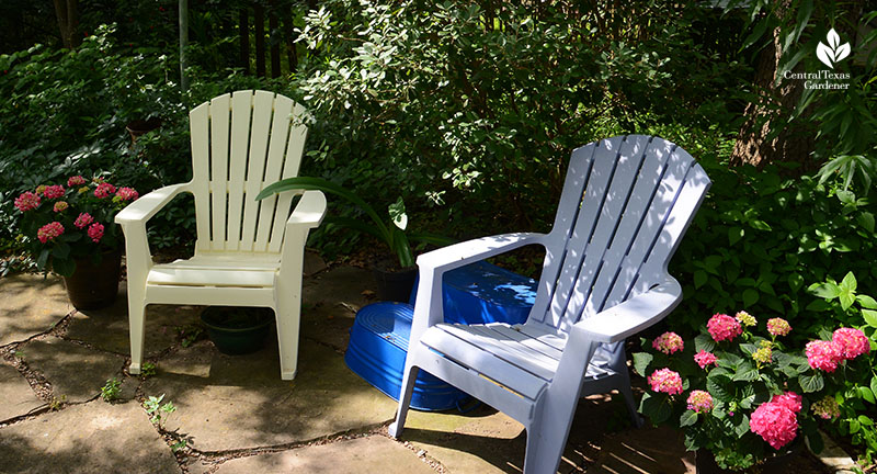 Hydrangea Endless Summer shady patio 