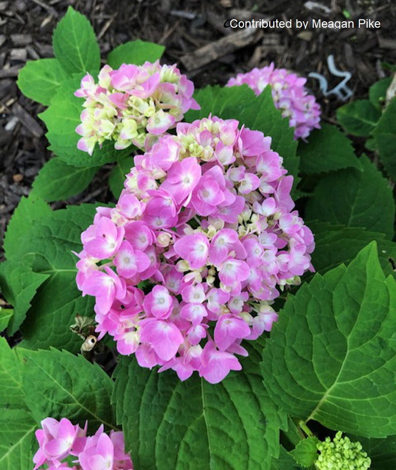 Hydrangea Endless Summer by Meagan Pike for Central Texas Gardener