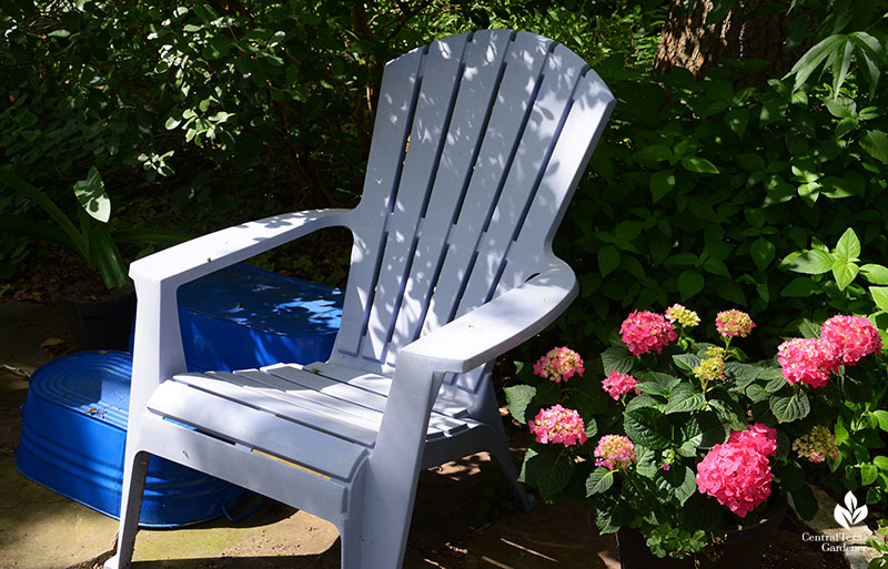 Hydrangea Summer Crush Endless Summer hydrangeas shady patio 