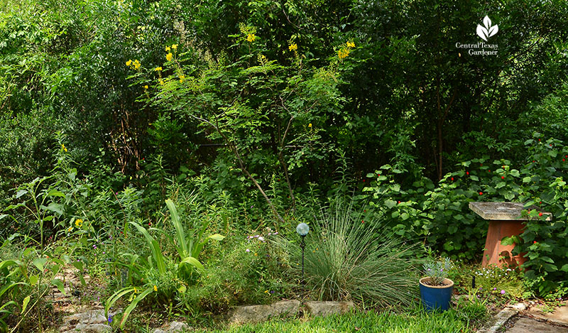 Mexican Bird of Paradise habitat garden Central Texas Gardener