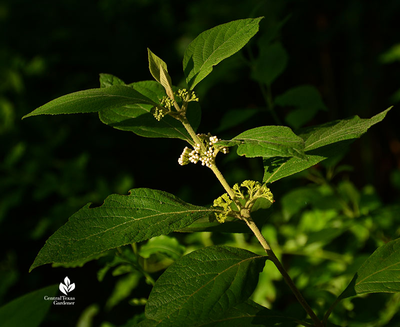 Mexican beautyberry flower buds small tree for part shade 