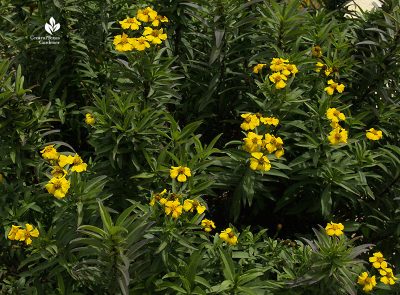 Mexican mint marigold