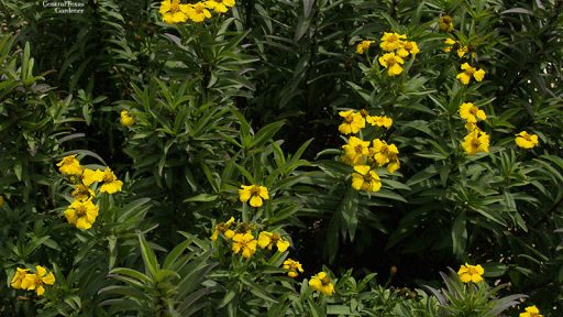 Mexican mint marigold