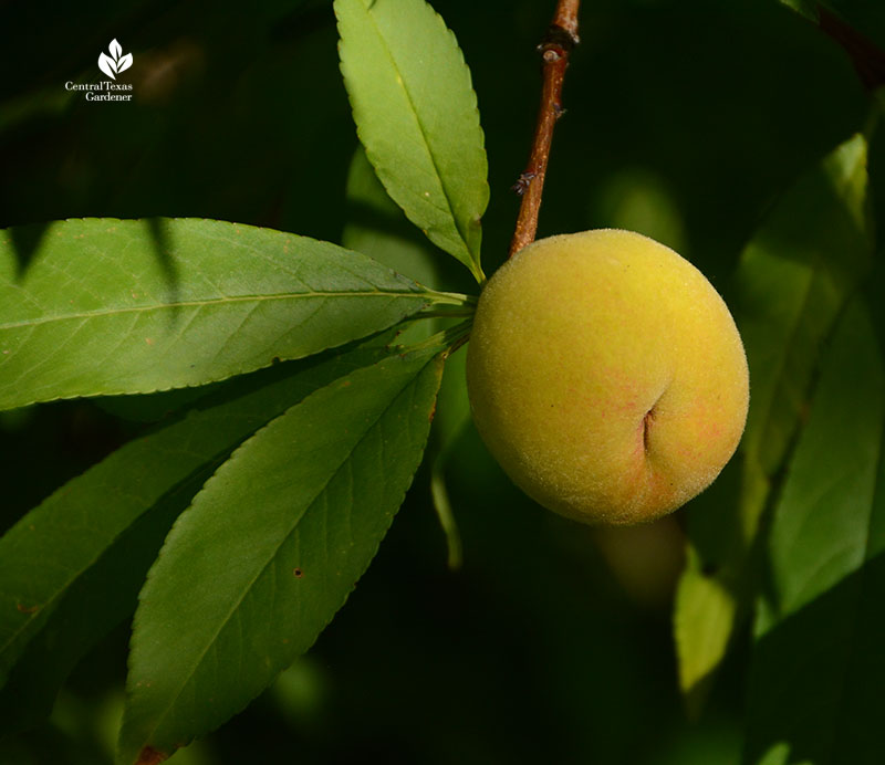 Mystery peach from raccoon planted peach seed Central Texas Gardener