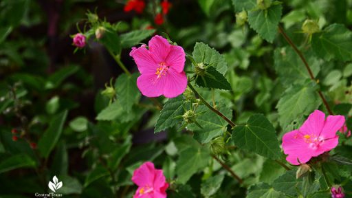 pink open flowers with red flowers in background