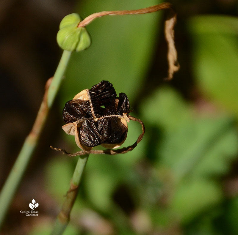 Rain lily seeds Central Texas Gardener