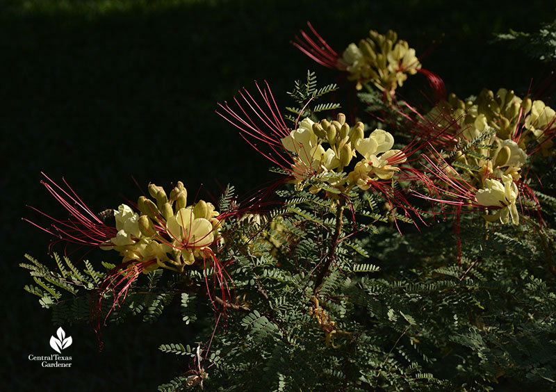 Yellow Bird of Paradise Caesalpinia gillesii flowers Central Texas Gardener