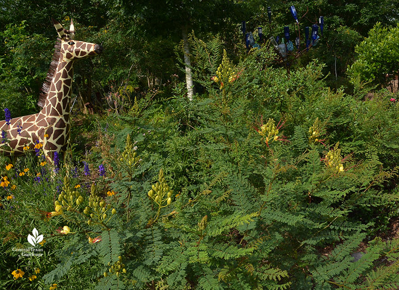 Yellow Bird of Paradise Caesalpinia gilliesii and garden art Rasmey Mau Raymond Central Texas Gardener