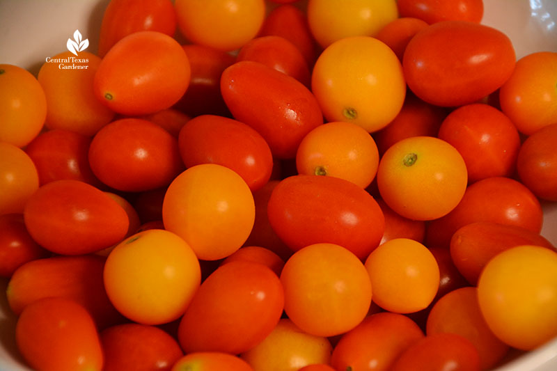 homegrown tomatoes Central Texas Gardener