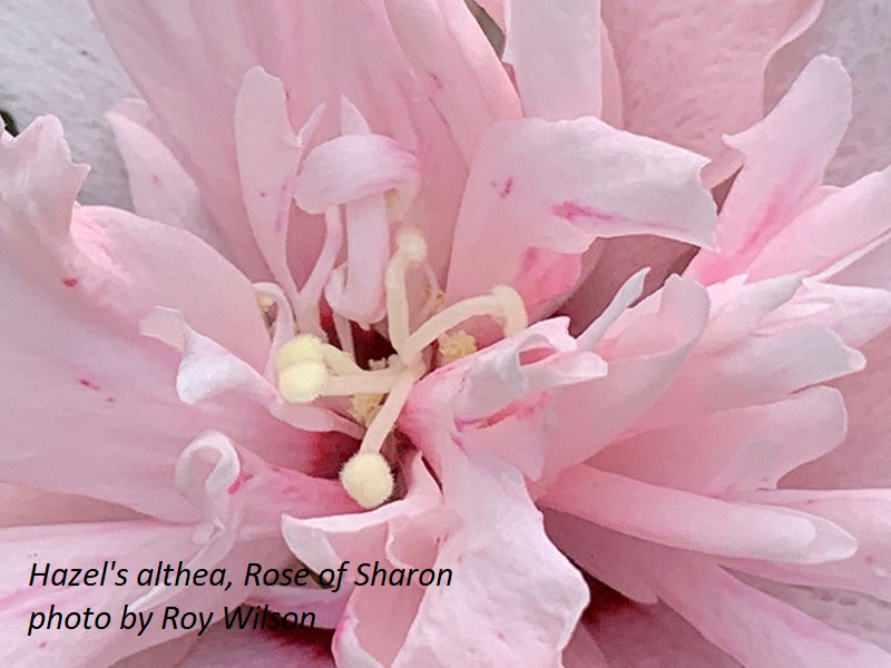 Althea, Rose of Sharon by Roy Wilson Central Texas Gardener