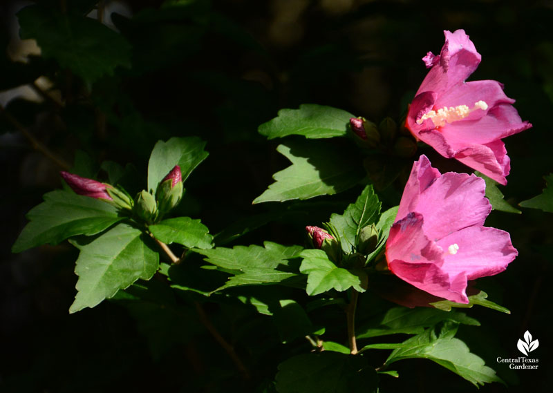 Althea Rose of Sharon summer flowers Central Texas Gardener