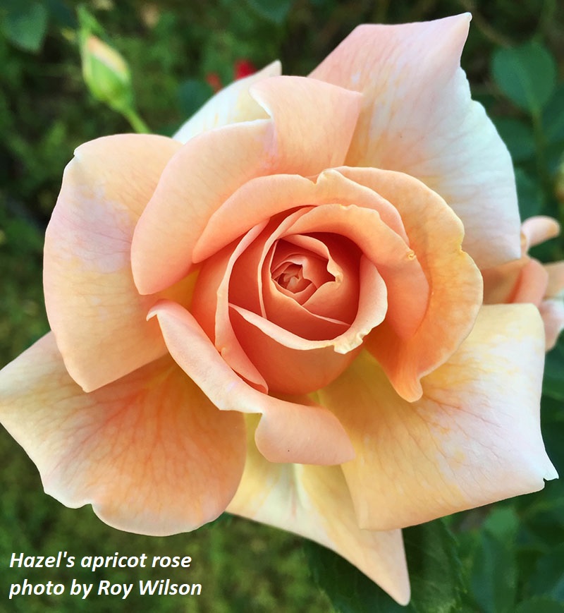 Apricot rose photo by Roy Wilson Central Texas Gardener