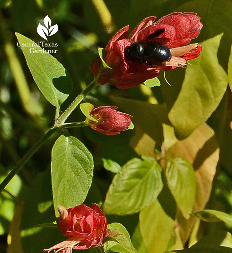 Carpenter bee in shrimp plant Central Texas Gardener