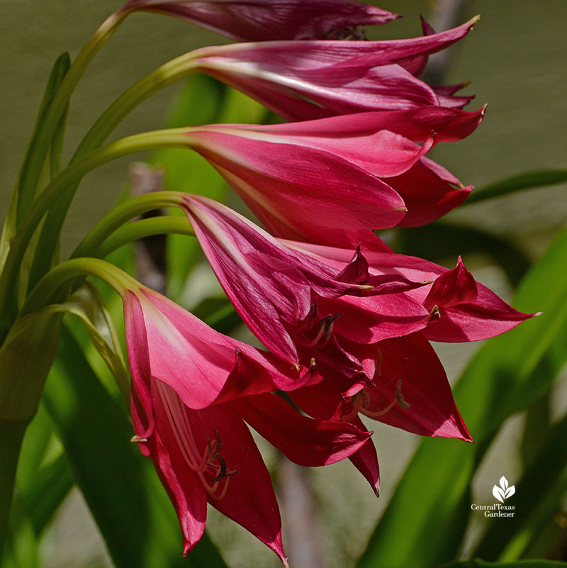 Crinum Ellen Bosanquet Central Texas Gardener