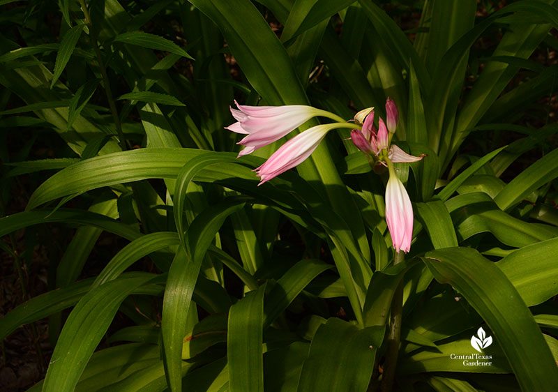 Crinum lily pink Central Texas Gardener