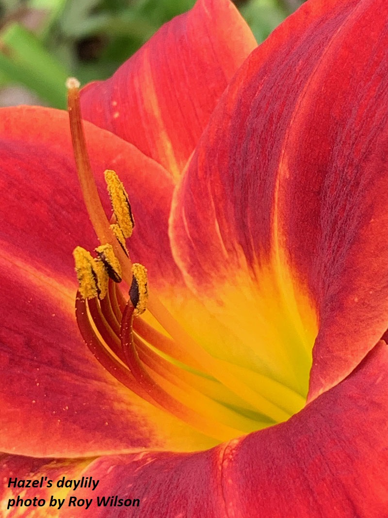 Daylily photo by Roy Wilson Central Texas Gardener