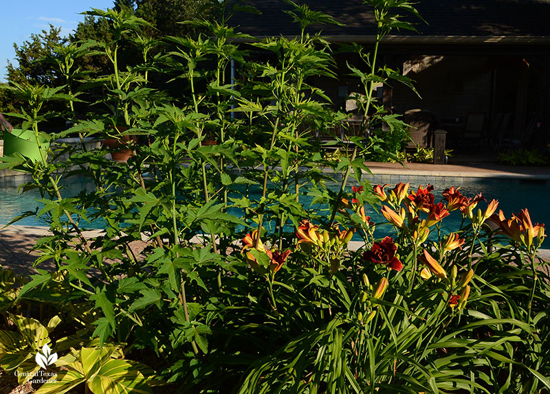 Hibiscus coccineus and daylilys Austin garden Central Texas Gardener