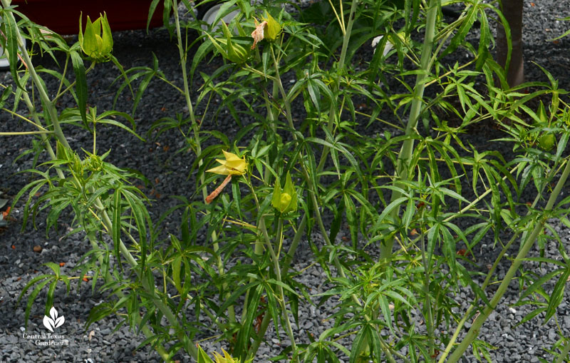 Hibiscus coccineus leaves Central Texas Gardener