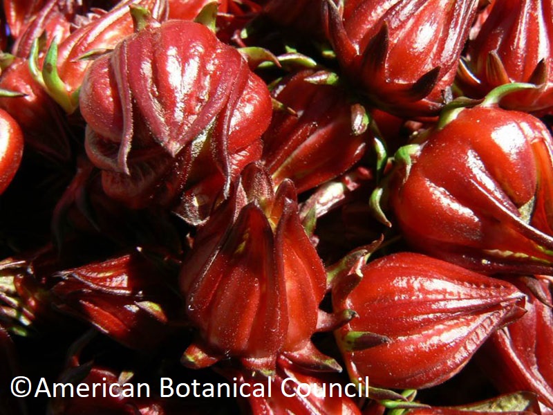 Hibiscus sabdariffa calyces American Botanical Council Central Texas Gardener