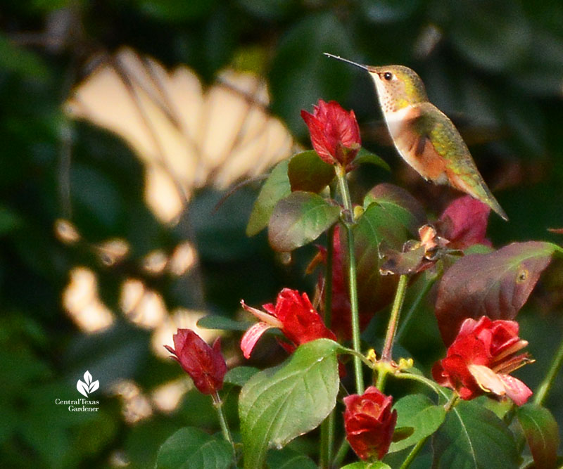 Hummingbird on shrimp plant in winter San Marcos Dawn Houser garden