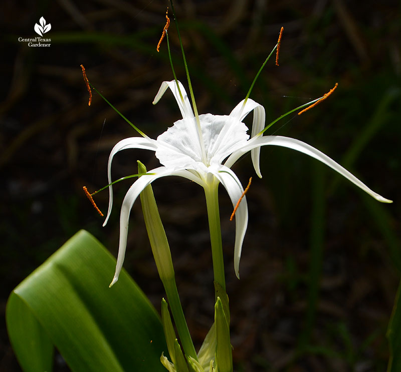 Hymenocallis Tropical Giant Central Texas Gardener