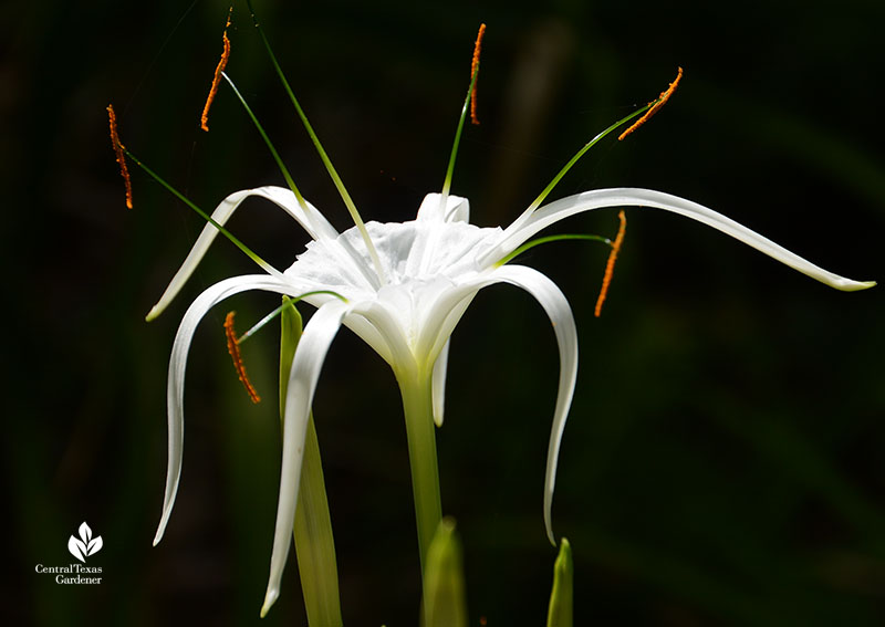 Hymenocallis Tropical Giant summer flowering bulb Central Texas Gardener