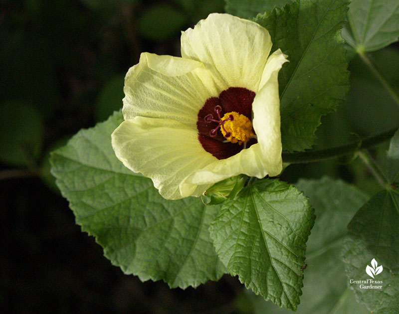 lemon yellow rosemallow Hibiscus calyphyllus