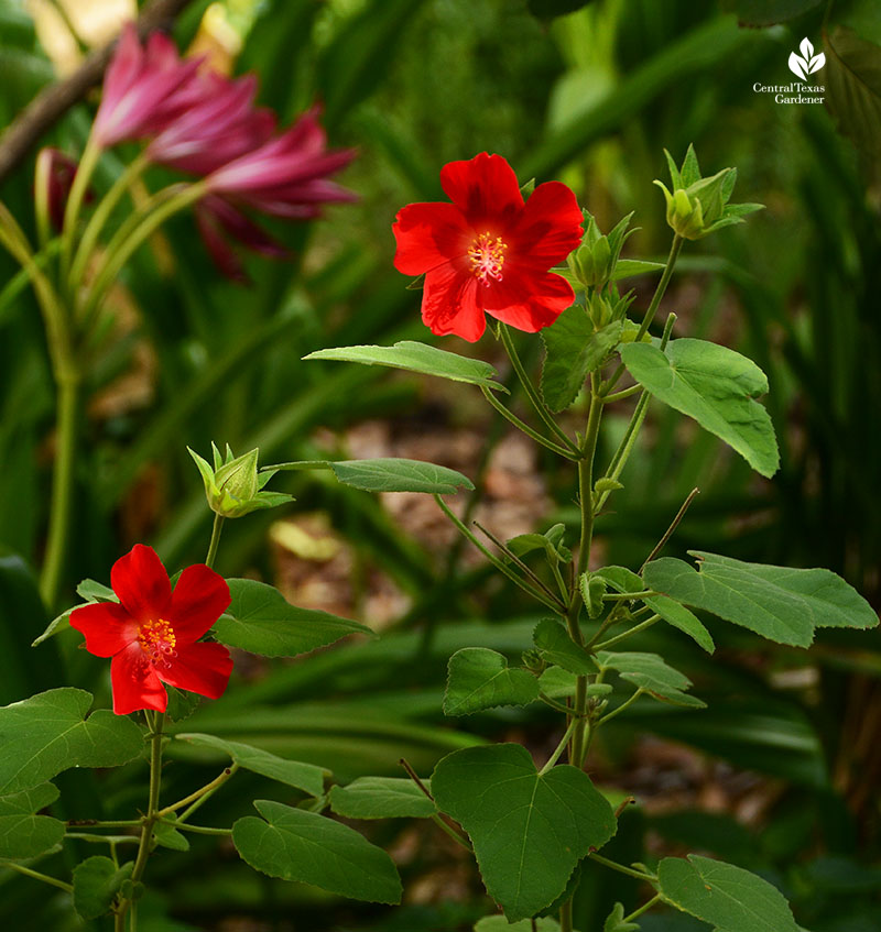 Native Hibiscus martianus and Crinum lily Ellen Bosanquet Central Texas Gardener