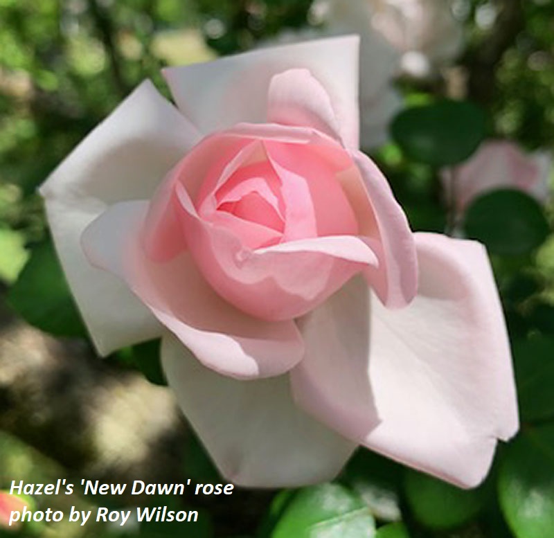 New Dawn rose photo by Roy Wilson Central Texas Gardener