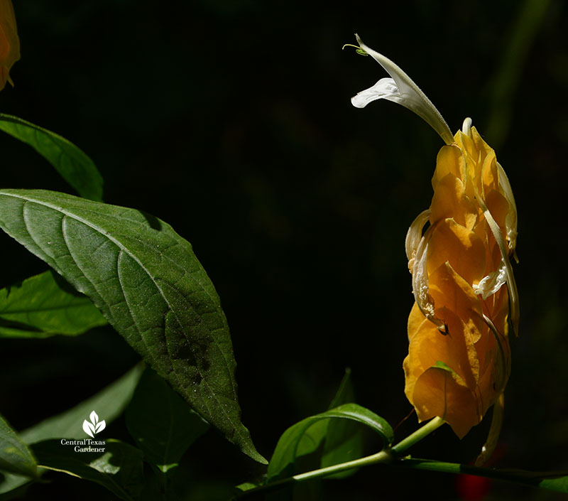 Pachystachys lutea golden shrimp plant bracts and flowers Central Texas Gardener