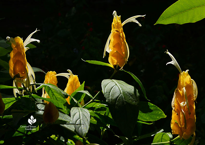 Pachystachys lutea golden shrimp plant in container Central Texas Gardener